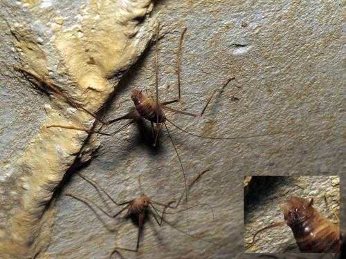 Dolichopoda sp.