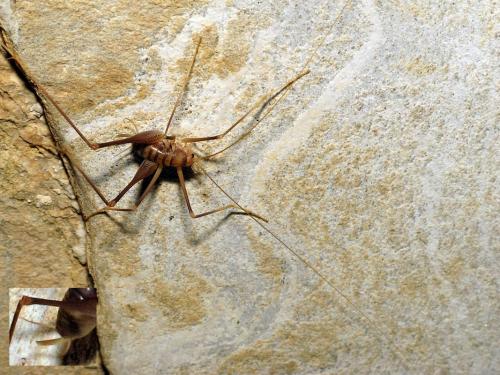 Dolichopoda sp.