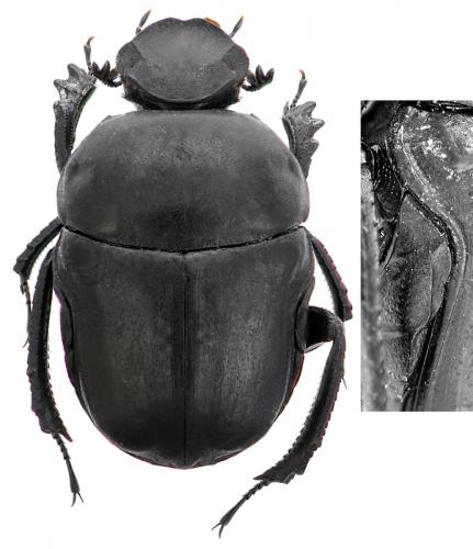 Gymnopleurus sturmii