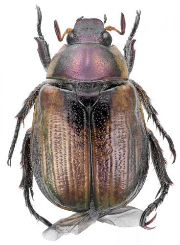 Réf. 92 343 : Mimela junii rugosula