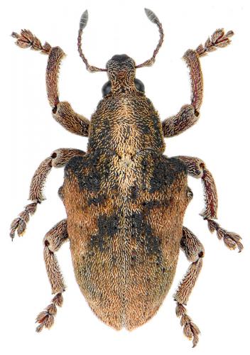 Gonipterus scutellatus