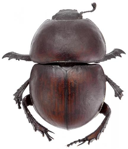 Réf. 92 605 : Thorectes geminatus