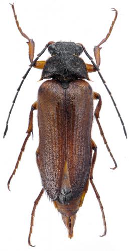 Réf. 92 342 : Cebrio corsicus