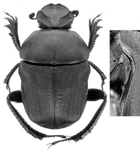 Gymnopleurus mopsus