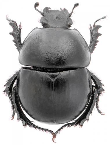 Réf. 92 610 : Thorectes intermedius