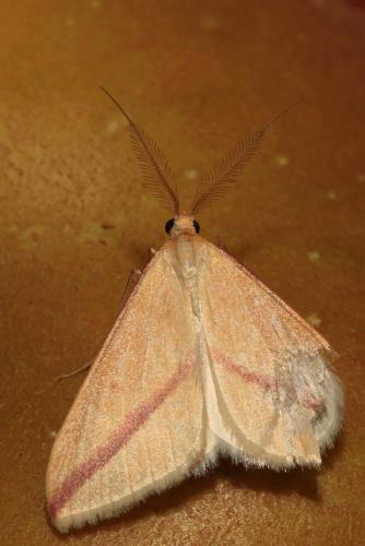 Rhodometra sacraria