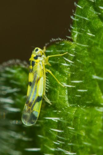 Réf. 92 792 : Eupteryx sp.