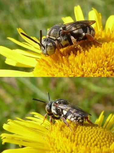 Réf. 92 907 : Epeolus sp.