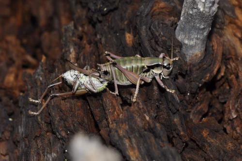 Réf. 92 468 : Anonconotus sp.