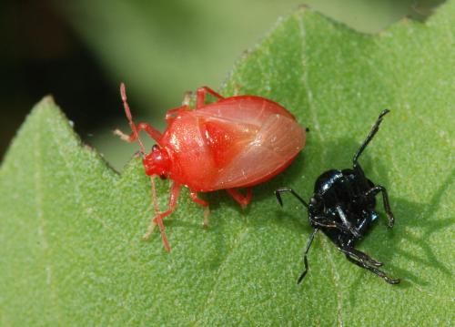 Réf. 92 301 : Zicrona caerulea
