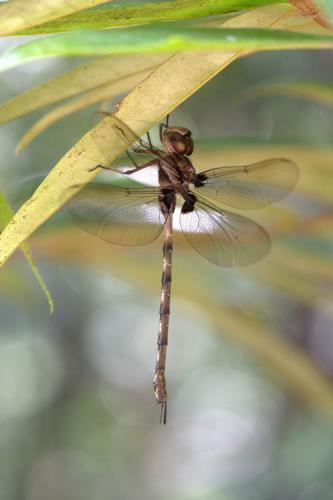 Gynacantha membranalis