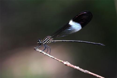 Polythore picta