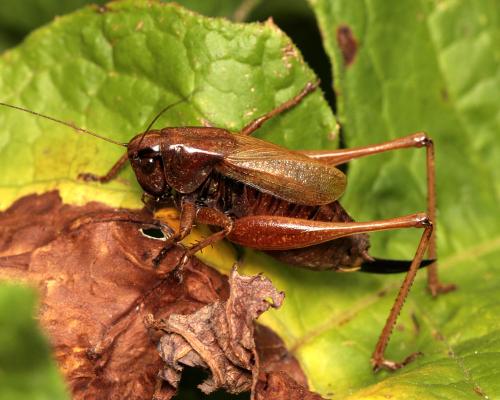 Zeuneriana abbreviata
