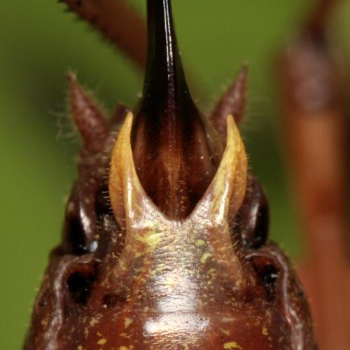 Zeuneriana abbreviata
