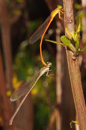 Réf. 92 426 : Ceriagrion glabrum