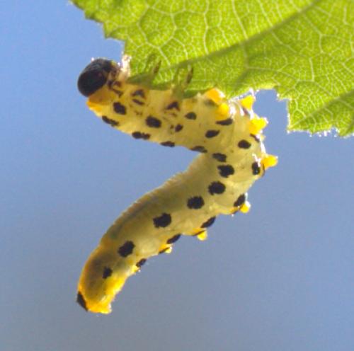 Nematus septentrionalis