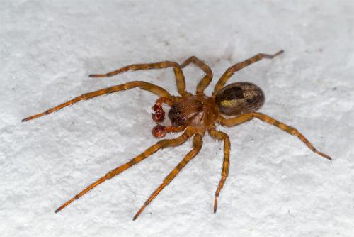 Réf. 92 824 : Amaurobius obustus