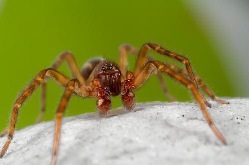 Amaurobius obustus
