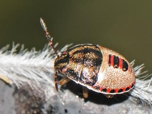Réf. 92 389 : Piezodorus lituratus