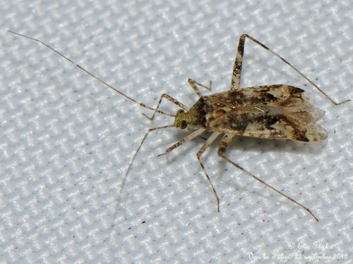 Phytocoris longipennis