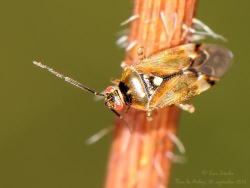 Réf. 92 716 : Orthops sp.