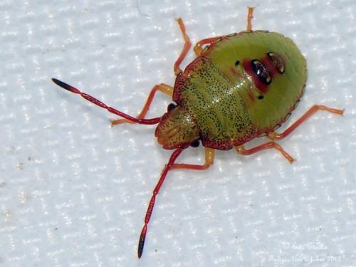 Réf. 92 634 : Acanthosoma haemorrhoidale