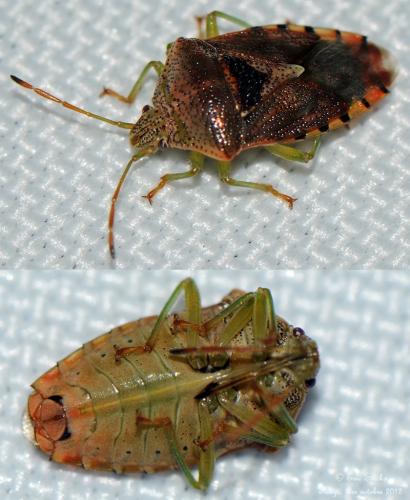 Réf. 92 638 : Elasmucha grisea