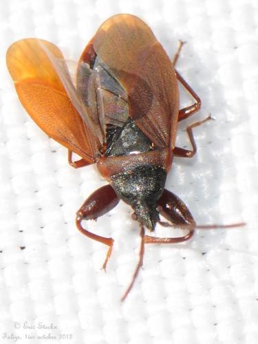 Gastrodes grossipes