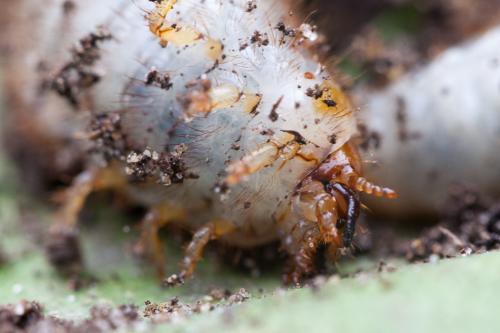Cetonia aurata aurata