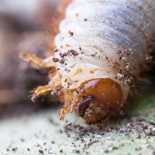 Cetonia aurata aurata