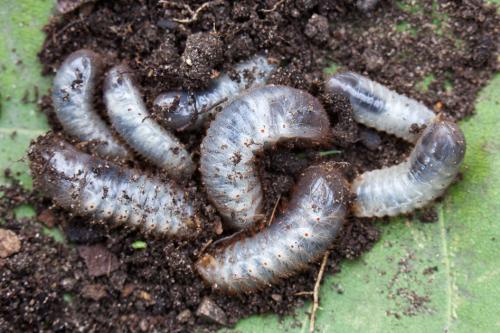 Cetonia aurata aurata