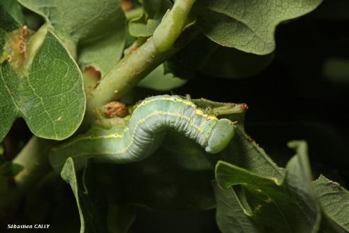 Drymonia ruficornis