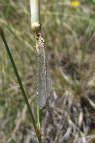 Réf. 92 284 : Macronemurus appendiculatus
