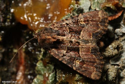 Réf. 92 152 : Mesapamea sp.