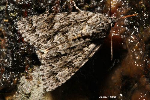 Acronicta auricoma
