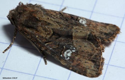 Réf. 92 151 : Mesapamea sp.