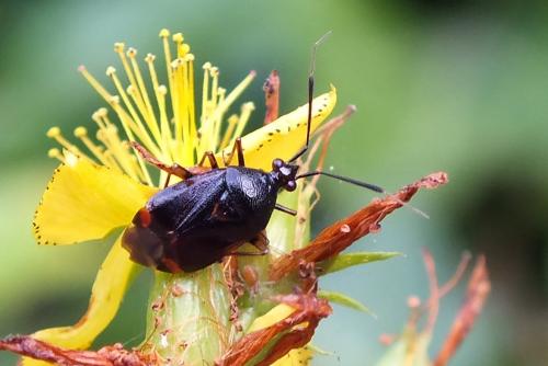 Réf. 92 732 : Deraeocoris ruber