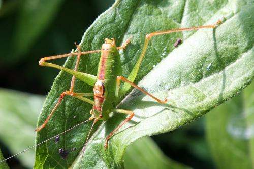 Réf. 92 772 : Leptophyes punctatissima