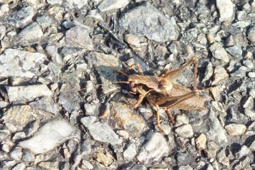 Réf. 92 785 : Pholidoptera griseoaptera