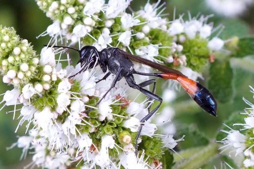Ammophila sabulosa