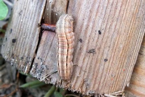 Mythimna sp.