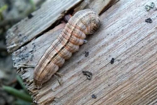 Mythimna sp.