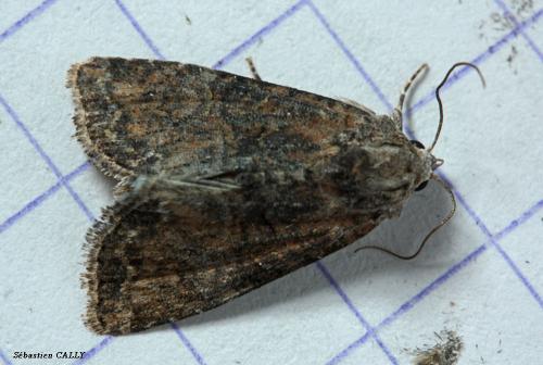 Réf. 92 062 : Mesoligia furuncula