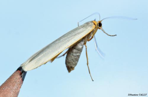 Réf. 92 043 : Eilema caniola