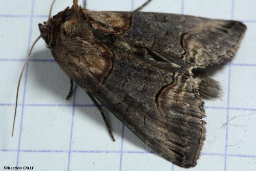 Abrostola triplasia