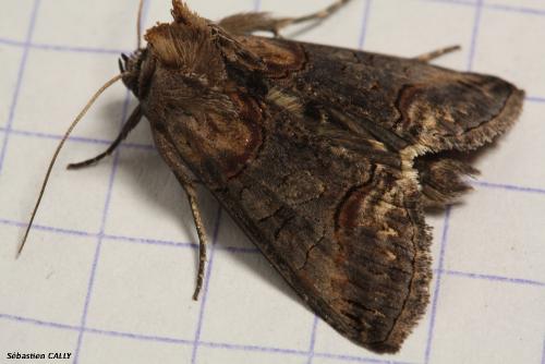 Abrostola triplasia