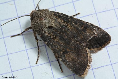 Réf. 92 037 : Agrotis segetum
