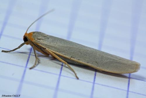 Réf. 92 042 : Eilema caniola
