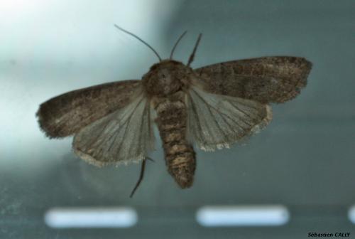 Hoplodrina sp.