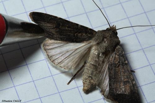 Réf. 92 038 : Agrotis segetum